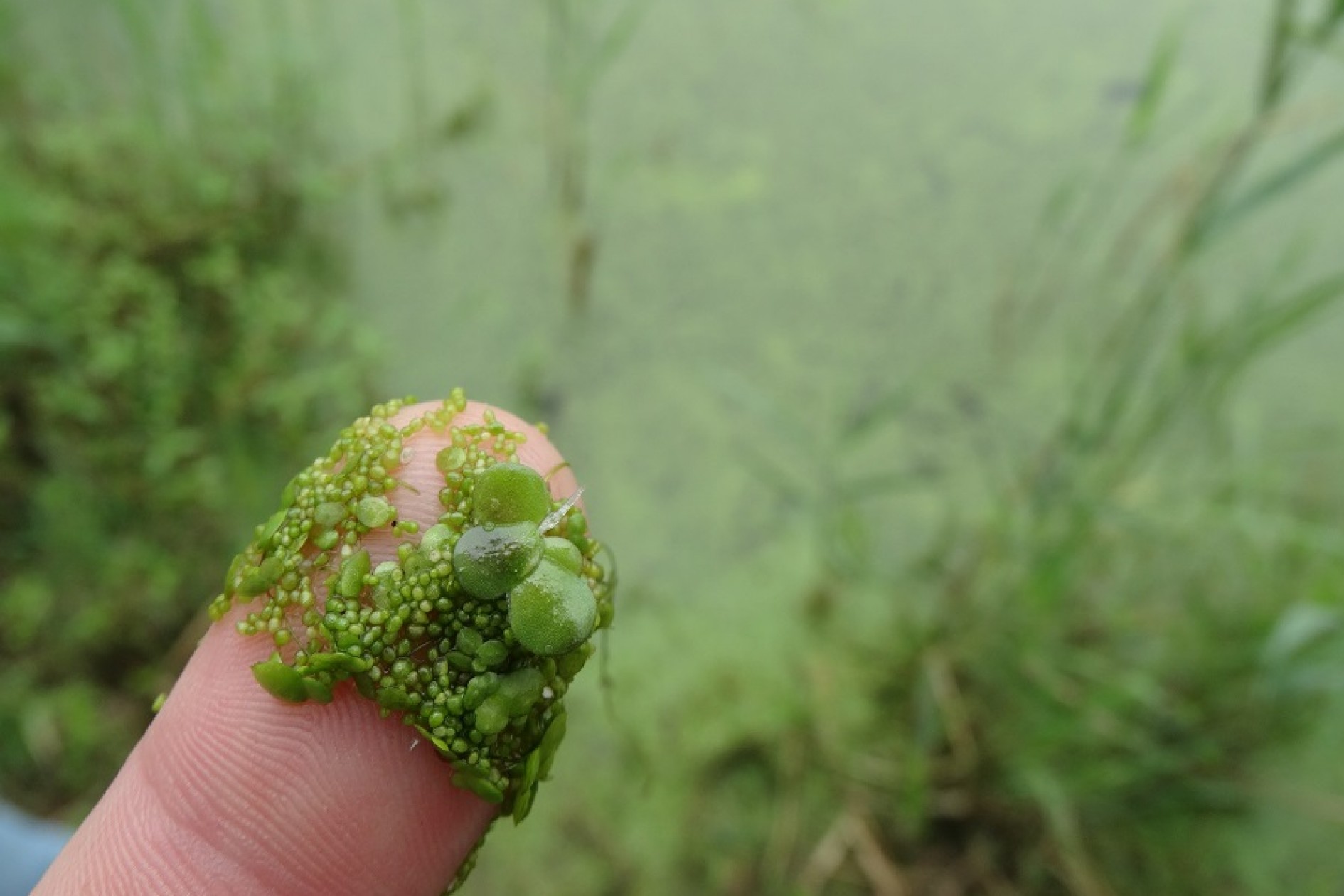 Маленькие водоросли